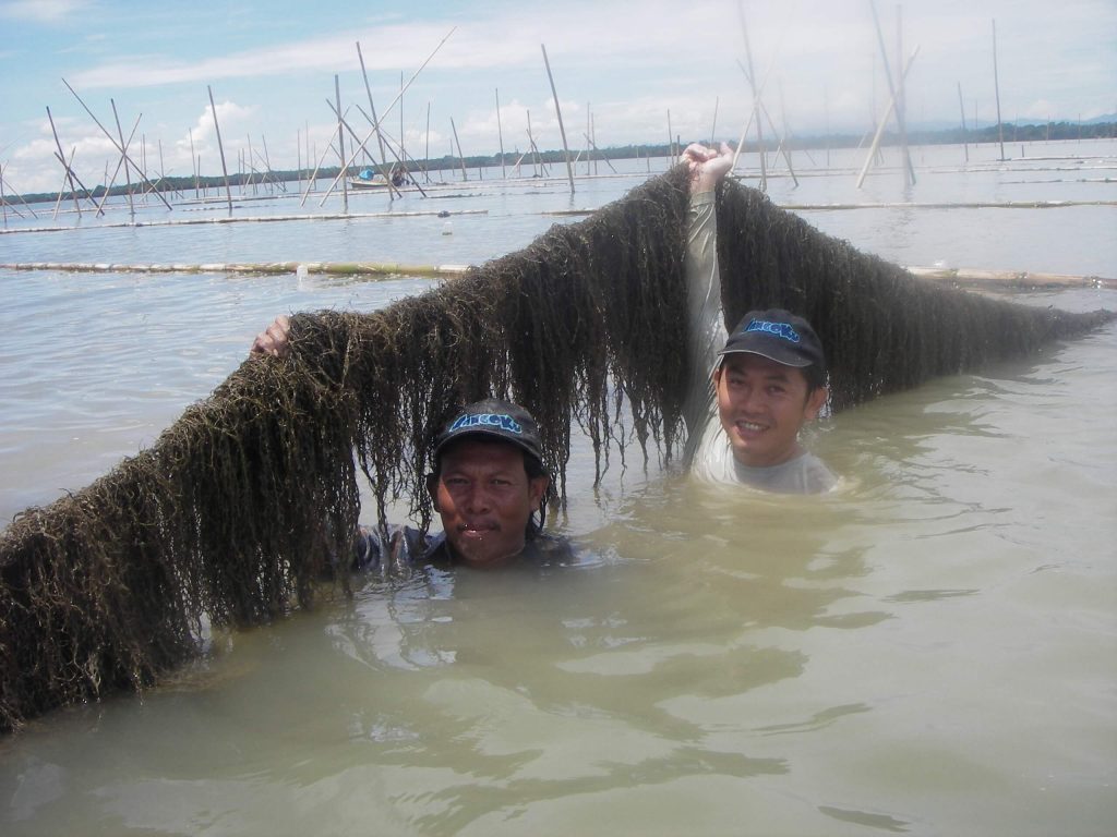 seaweed-cultivation