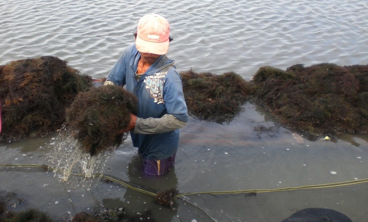 seaweed-farming